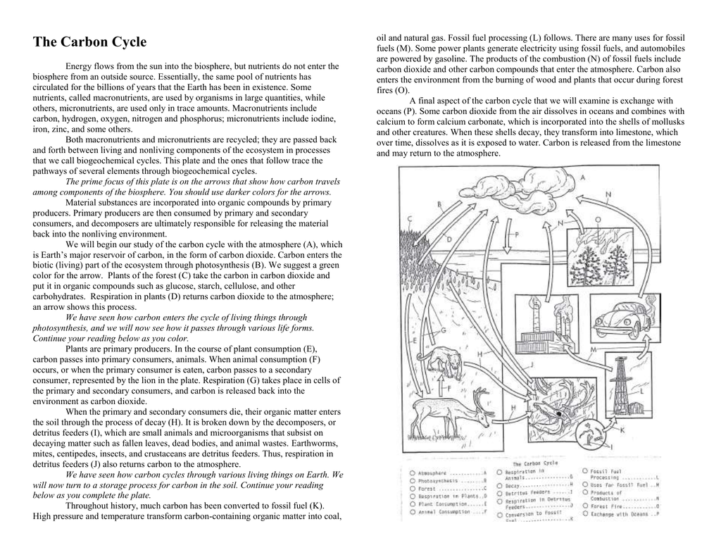 The Carbon Cycle Worksheet For High School Students