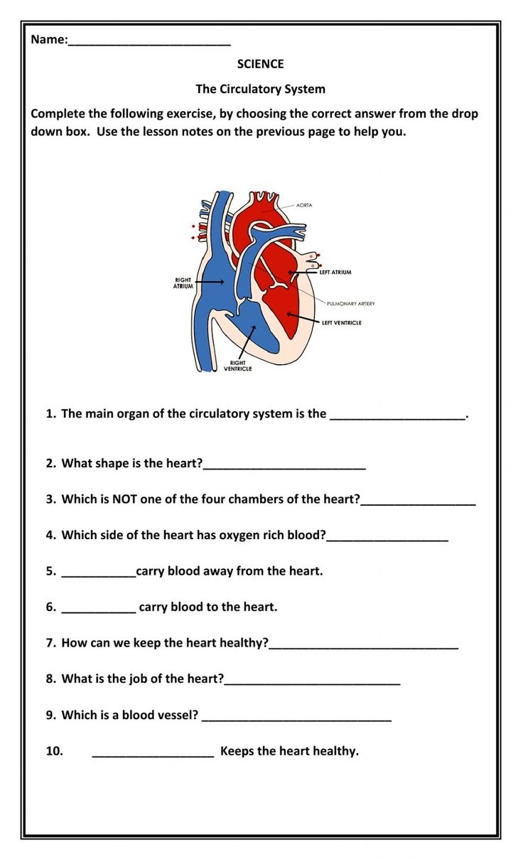 The Circulatory System Interactive Activity The Circulatory System Interactive Activity