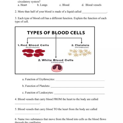 The Circulatory System Worksheet pdf
