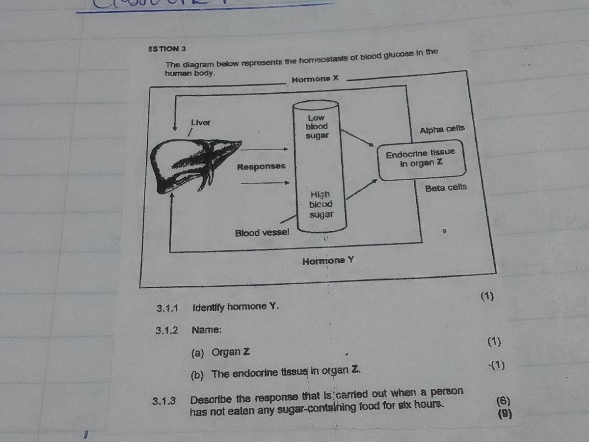 The Diagram Below Represents The Homeostasis Of Blood Glucose In The Huma 