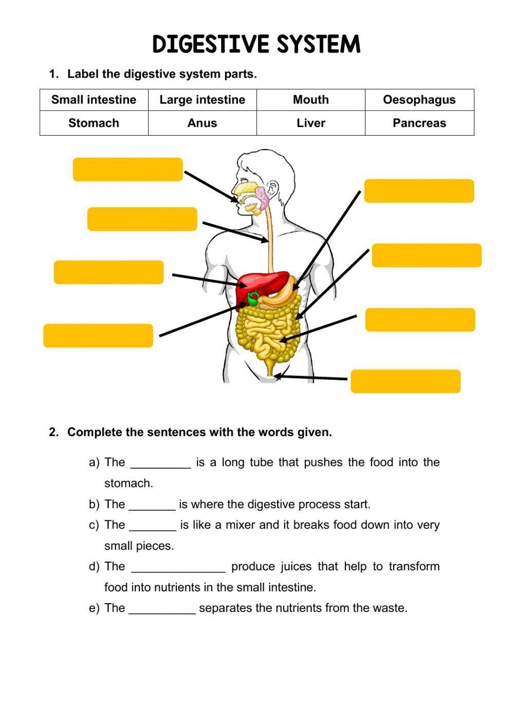 The Digestive System Online Activity Worksheets Library