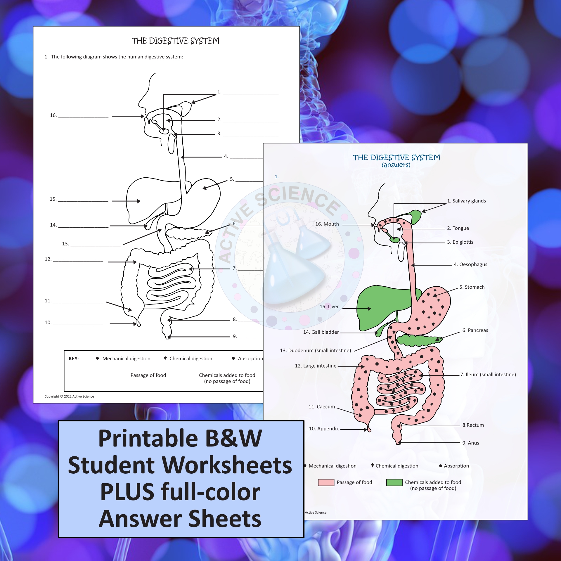 digestive system worksheet answers digestive system worksheet answers