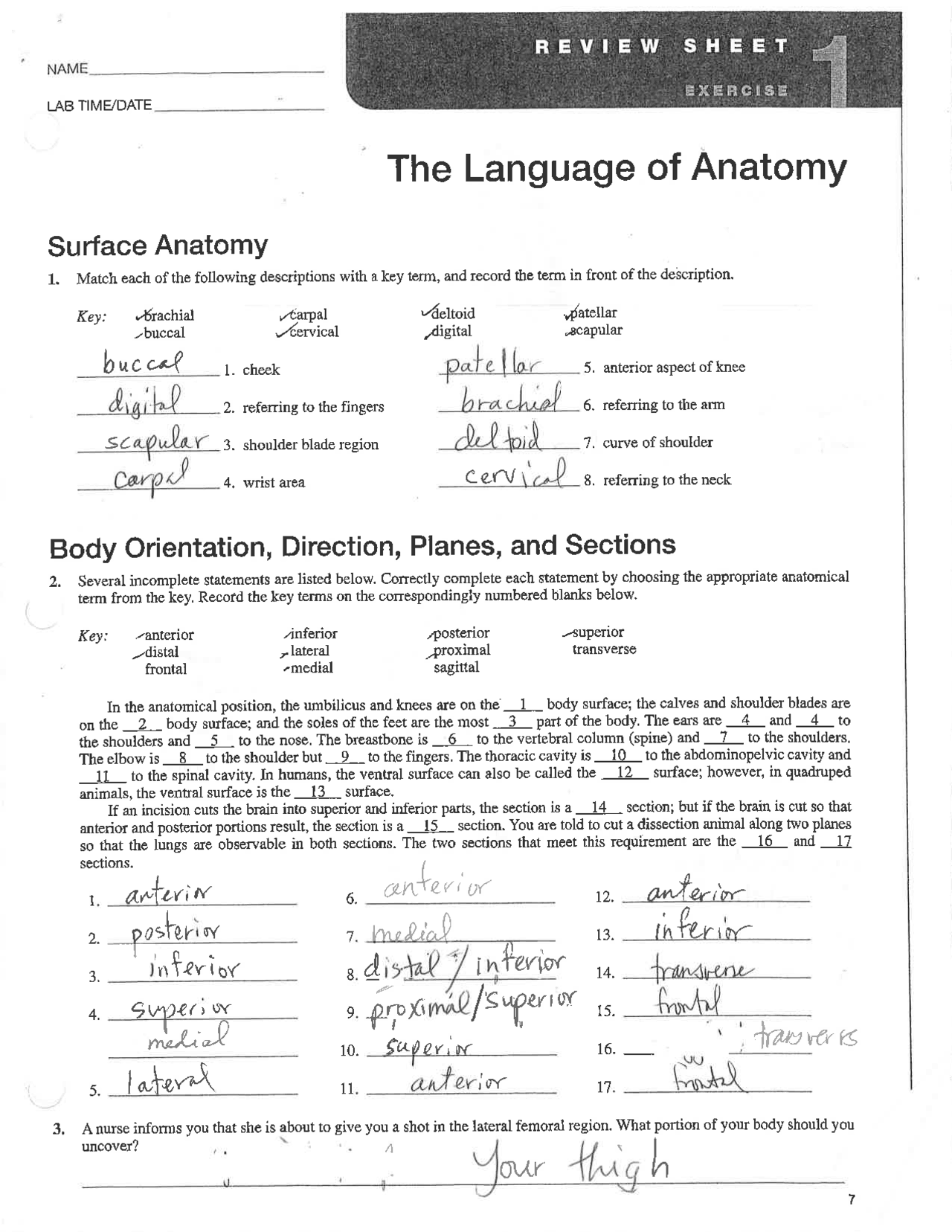 The Language Of Anatomy Solved Worksheet Exercises Anatomy Docsity Worksheets Library