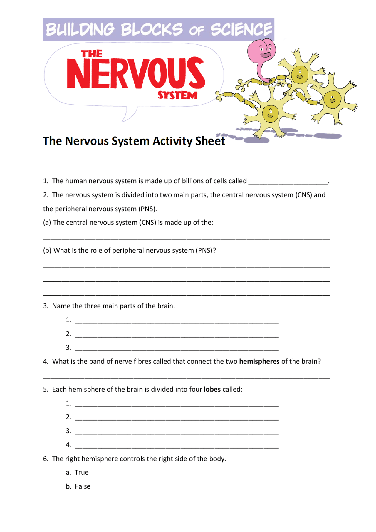 The Nervous System Worksheet Answers Exercises Neuroscience Docsity