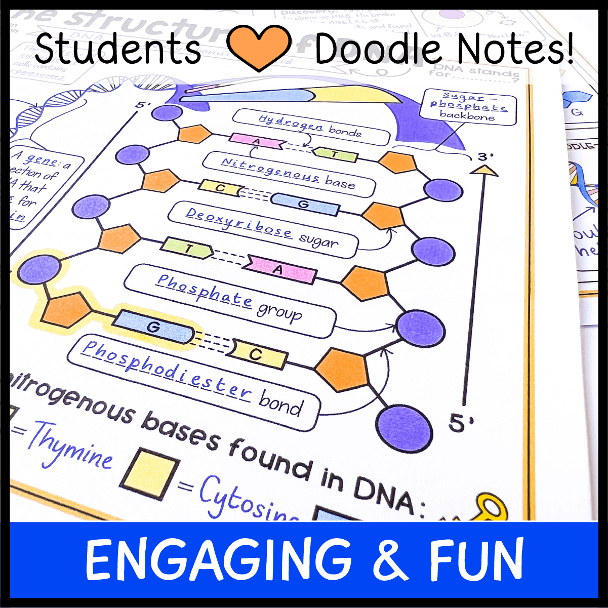 The Structure Of DNA Doodle Notes Emmatheteachie