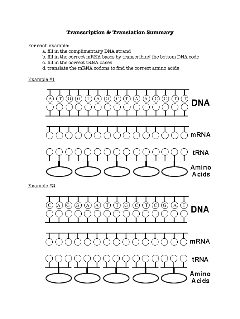 Transcription And Translation Worksheet Fill Out Sign Online DocHub