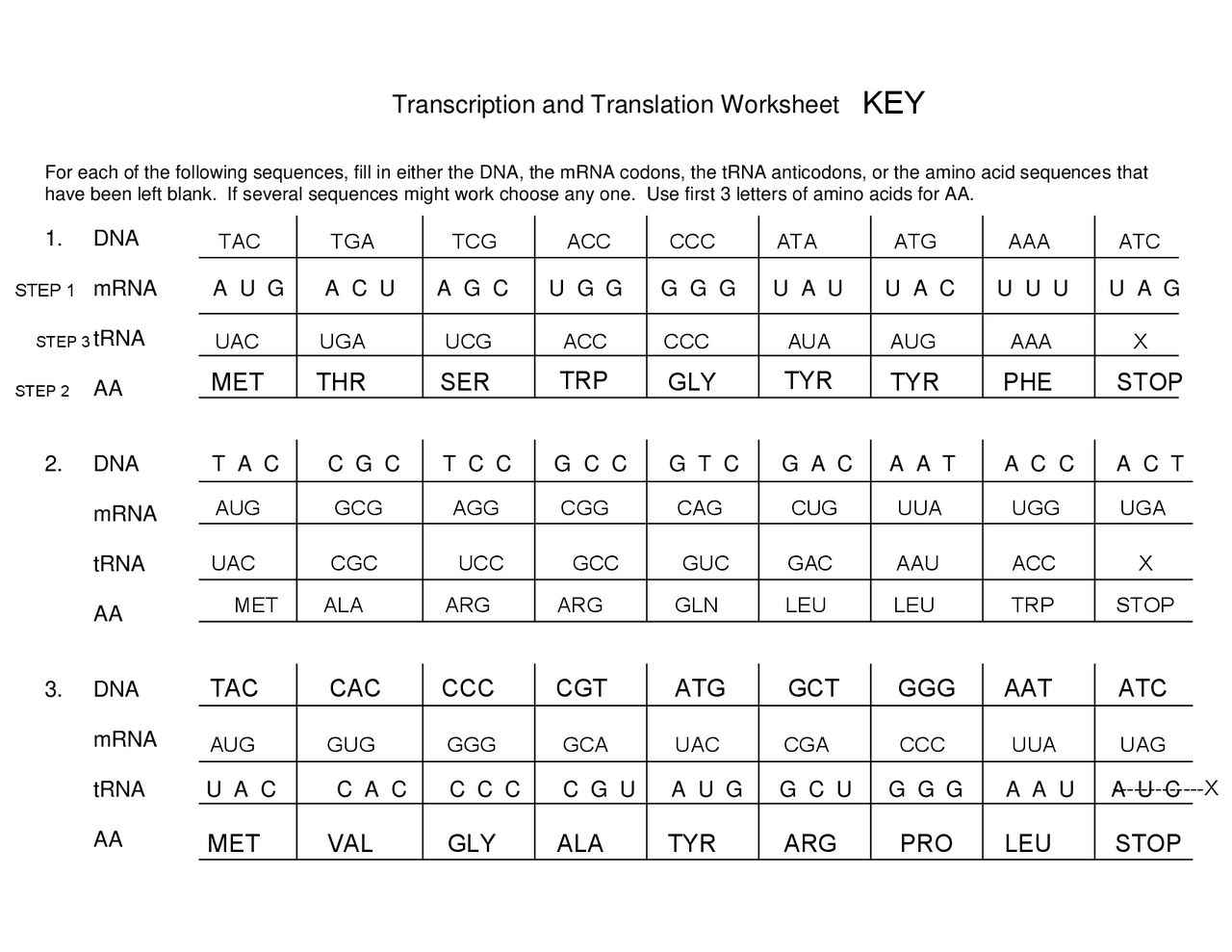 Transcription And Translation Worksheet Study Notes Genetics Worksheets Library