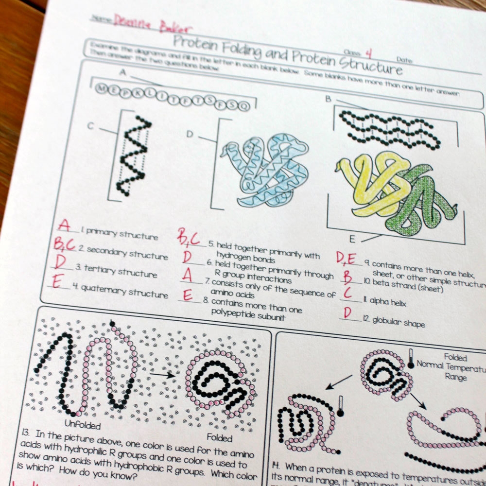 protein structure worksheet answers