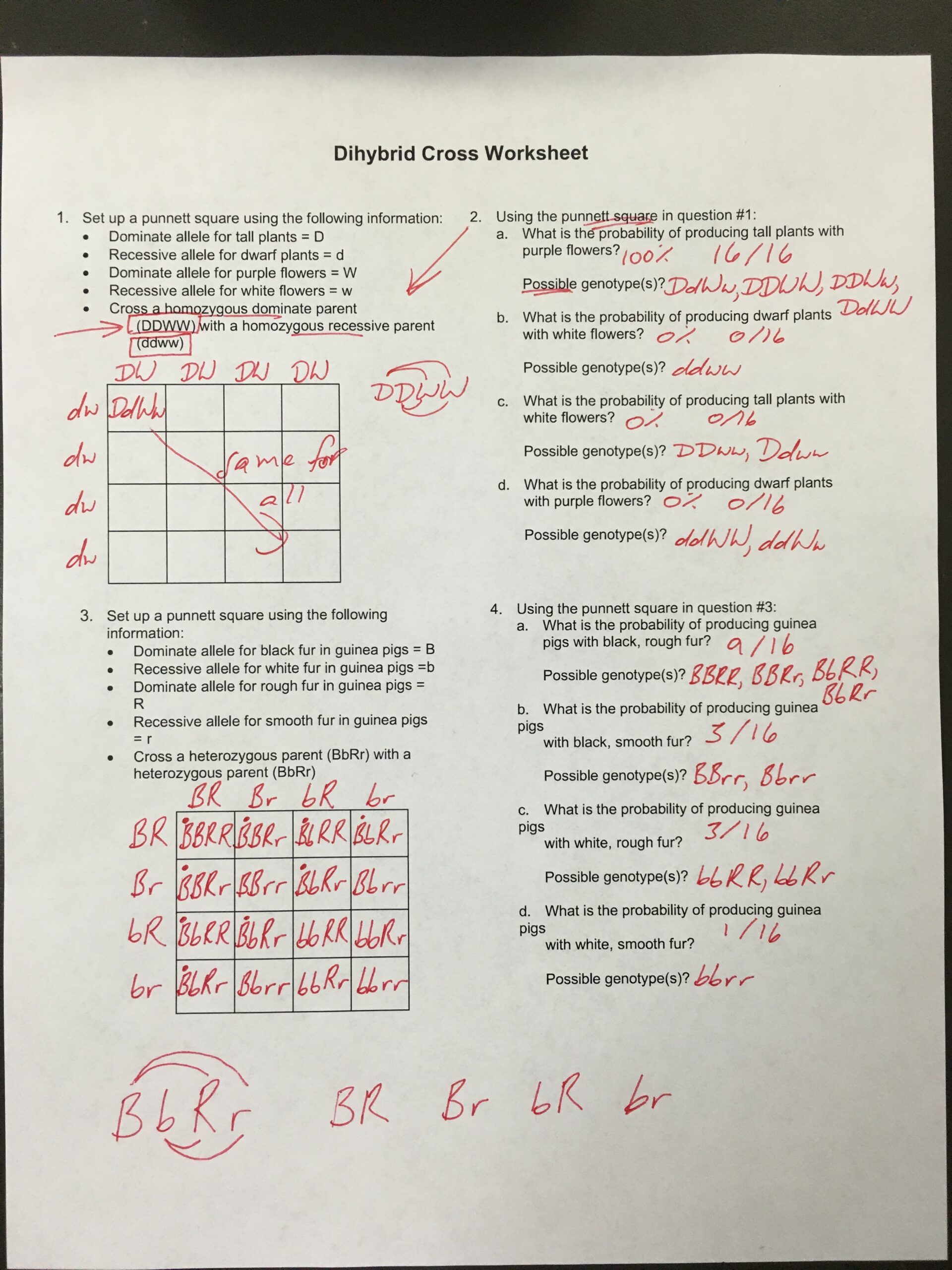 Variation And Inheritance Diybrid Crosses The Art Of Science Worksheets Library