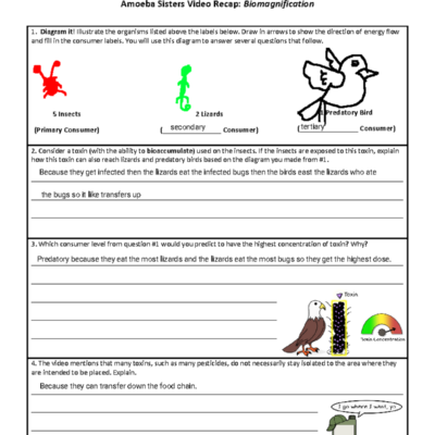 Video Recap Biomagnification By Amoeba Sisters Energy Flow Analysis Studocu
