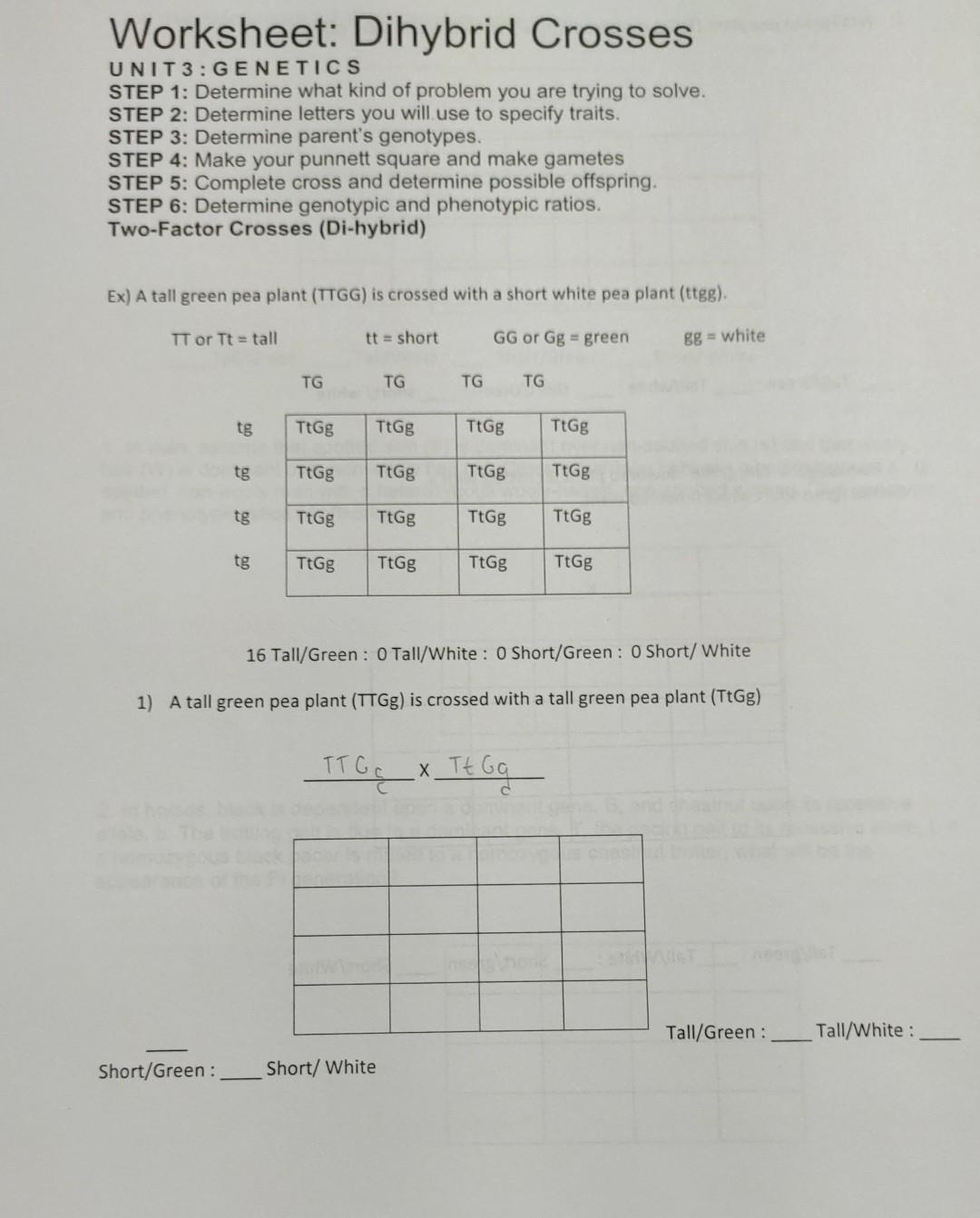 Worksheet Dihybrid Crosses UNIT 3 GEN E TIC S STEP Chegg