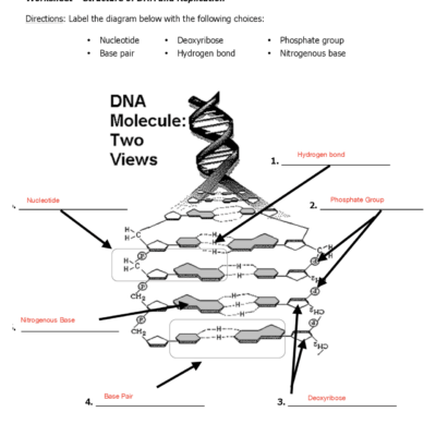 Worksheet dna structure and replication answer key pdf Lecture Notes Genetics Docsity