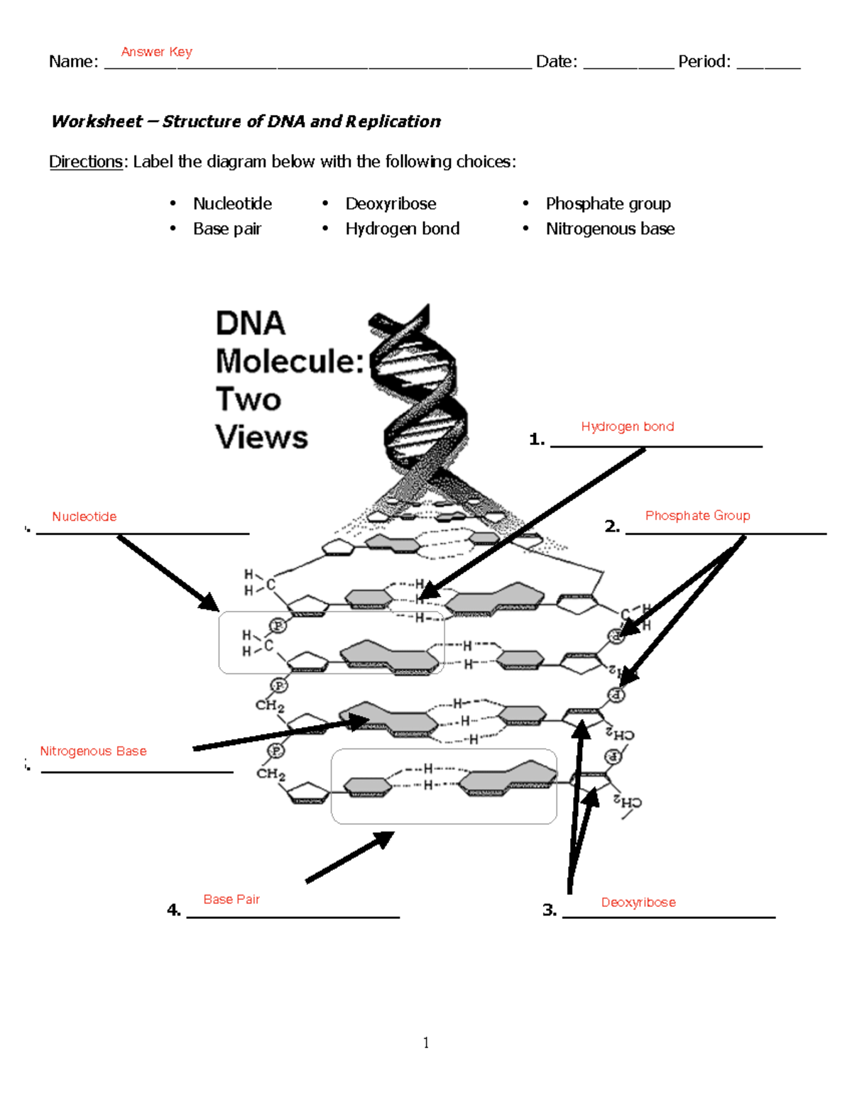 Worksheet DNA Structure Replication Answer Key Biology 101 Studocu Worksheet DNA Structure Replication Answer Key Biology 101 Studocu