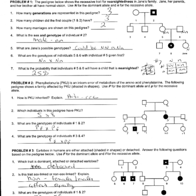 Worksheet Pedigree Practice With Answer Key Exercises Genetics Docsity
