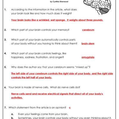 Your Brain Superteacherworksheets Worksheets Library